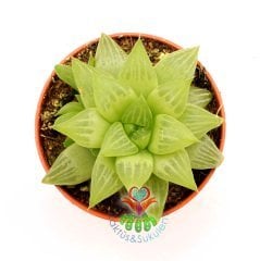 Sukulent,Haworthia Retusa Geraldii - Yıldız Form-Simetrik- 5,5 cm saksıda-Teraryum, Kaktüs