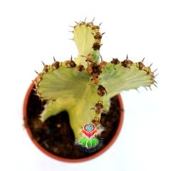 Şamdan Ağacı-Büyük Boy Kaktüs Euphorbia Ingens Variegata-10cm Saksıda 20 cm Uzunluk