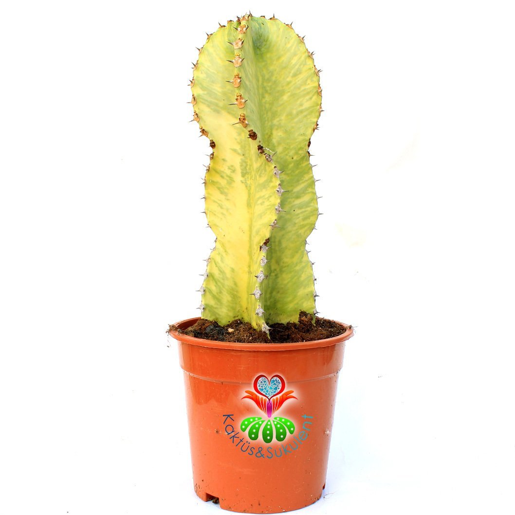 Şamdan Ağacı-Büyük Boy Kaktüs Euphorbia Ingens Variegata-10cm Saksıda 20 cm Uzunluk
