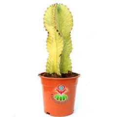 Şamdan Ağacı-Büyük Boy Kaktüs Euphorbia Ingens Variegata-10cm Saksıda 20 cm Uzunluk