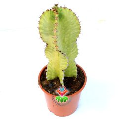 Şamdan Ağacı-Büyük Boy Kaktüs Euphorbia Ingens Variegata-10cm Saksıda 20 cm Uzunluk