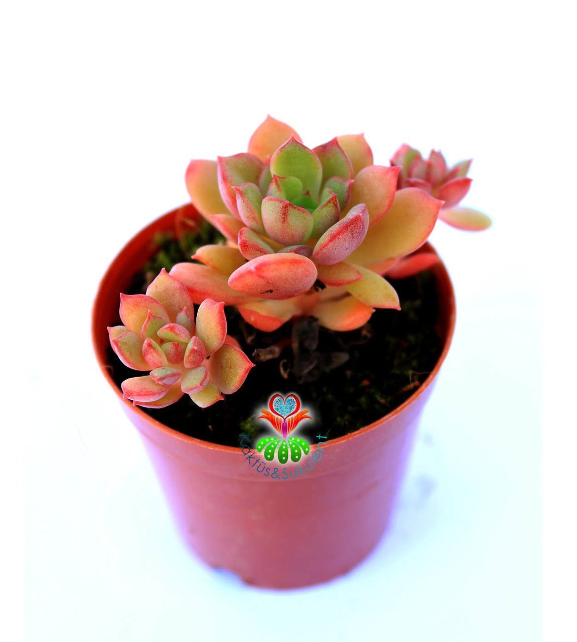 Echeveria Minima Red Edge 5,5 cm Saksılı Nadir Tür Kırmızı Kenarlı Sukulent