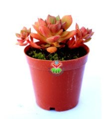 Echeveria Minima Red Edge 5,5 cm Saksılı Nadir Tür Kırmızı Kenarlı Sukulent