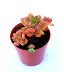 Echeveria Minima Red Edge 5,5 cm Saksılı Nadir Tür Kırmızı Kenarlı Sukulent