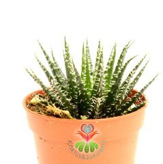 Sukulent,Haworthia Bolusii-Nadir Tür-Yumuşak Form-Üzeri Tüylü- 5,5 cm saksıda-Teraryum, Kaktüs