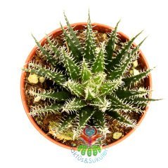 Sukulent,Haworthia Bolusii-Nadir Tür-Yumuşak Form-Üzeri Tüylü- 5,5 cm saksıda-Teraryum, Kaktüs