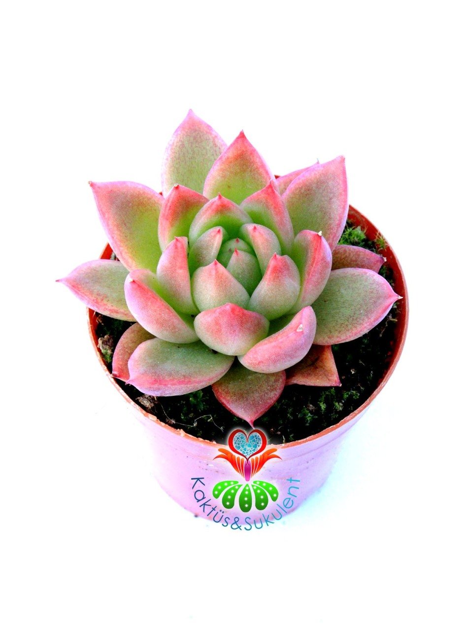Echeveria Agavoides 'Romeo'- Güneşte Pembeleşmesi Artar-Mükemmel Form ve Renkte-5,5 cm Saksıda