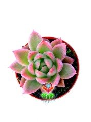 Echeveria Agavoides 'Romeo'- Güneşte Pembeleşmesi Artar-Mükemmel Form ve Renkte-5,5 cm Saksıda