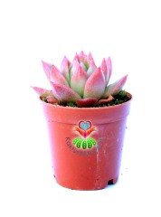 Echeveria Agavoides 'Romeo'- Güneşte Pembeleşmesi Artar-Mükemmel Form ve Renkte-5,5 cm Saksıda