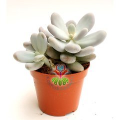 Pachyphytum Oviferum-Tombul Beyaz Yapraklı-Mükemmel Formlu-Büyük Boy-8,5 cm saksıda-Sukulent, Kaktüs