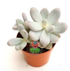 Pachyphytum Oviferum-Tombul Beyaz Yapraklı-Mükemmel Formlu-Büyük Boy-8,5 cm saksıda-Sukulent, Kaktüs