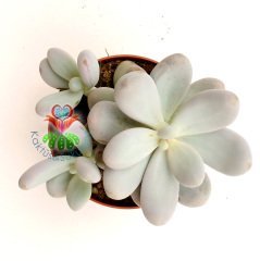 Pachyphytum Oviferum-Tombul Beyaz Yapraklı-Mükemmel Formlu-Büyük Boy-8,5 cm saksıda-Sukulent, Kaktüs