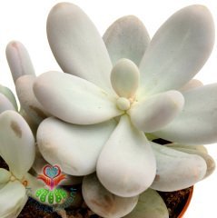 Pachyphytum Oviferum-Tombul Beyaz Yapraklı-Mükemmel Formlu-Büyük Boy-8,5 cm saksıda-Sukulent, Kaktüs