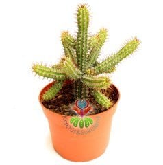 Minyatür Saguaro Kaktüsü,Euphorbia Baionensis -Sarı Çiçekli-8,5 cm Saksıda-Teraryum,Sukulent,Kaktüs