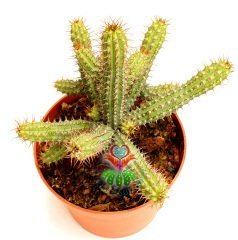 Minyatür Saguaro Kaktüsü,Euphorbia Baionensis -Sarı Çiçekli-8,5 cm Saksıda-Teraryum,Sukulent,Kaktüs