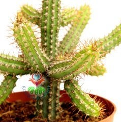 Minyatür Saguaro Kaktüsü,Euphorbia Baionensis -Sarı Çiçekli-8,5 cm Saksıda-Teraryum,Sukulent,Kaktüs
