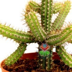 Minyatür Saguaro Kaktüsü,Euphorbia Baionensis -Sarı Çiçekli-8,5 cm Saksıda-Teraryum,Sukulent,Kaktüs