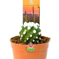Mammillaria Gracilis '' ORUGA ''-Beyaz Pamuk Dikenli Kaktüs-5,5cm Saksıda