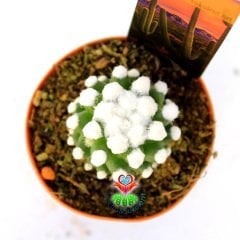 Mammillaria Gracilis '' ORUGA ''-Beyaz Pamuk Dikenli Kaktüs-5,5cm Saksıda