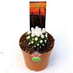 Mammillaria Gracilis '' ORUGA ''-Beyaz Pamuk Dikenli Kaktüs-5,5cm Saksıda