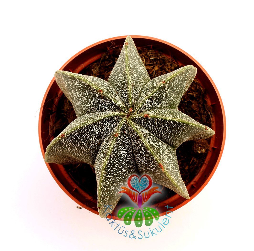 Dikensiz Kaktüs,Astrophytum Myriostigma-ÇOK DİLİMLİ-Sarı Renk Çiçek Açar- 8,5 cm saksıda-Sukulent