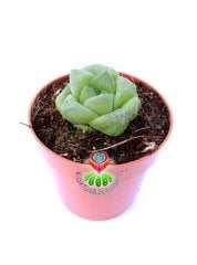 Haworthia cymbiformis var. obtusa (Haw.) Baker 5,5 cm Saksılı