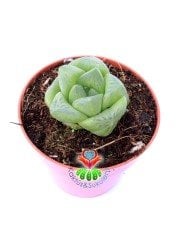 Haworthia cymbiformis var. obtusa (Haw.) Baker 5,5 cm Saksılı