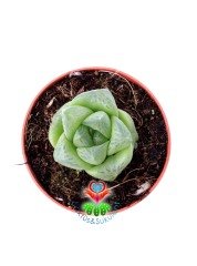 Haworthia cymbiformis var. obtusa (Haw.) Baker 5,5 cm Saksılı