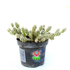 Opuntia Pulchella-Pembe Renk Çiçek Açar-8,5cm Saksıda
