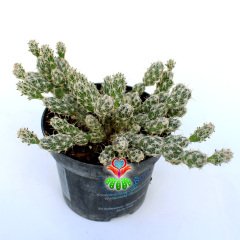 Opuntia Pulchella-Pembe Renk Çiçek Açar-8,5cm Saksıda