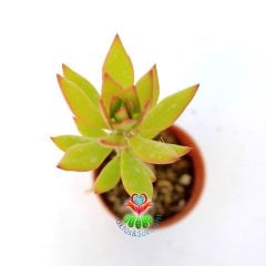 Pereskiopsis Spathulata-5,5 cm Saksıda-Aşı İçin En İdeal Kaktüs