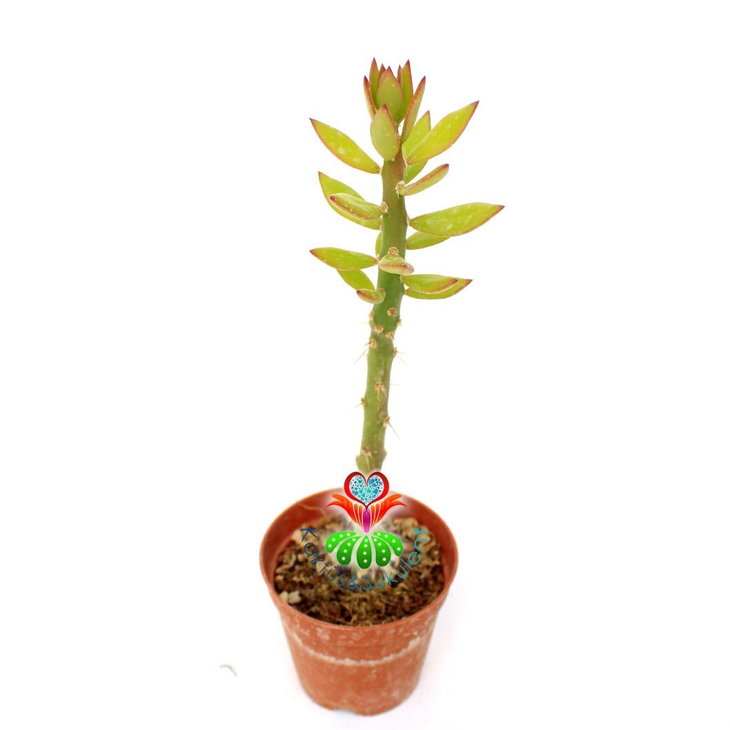 Pereskiopsis Spathulata-5,5 cm Saksıda-Aşı İçin En İdeal Kaktüs
