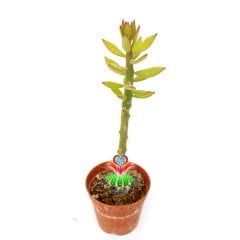 Pereskiopsis Spathulata-5,5 cm Saksıda-Aşı İçin En İdeal Kaktüs
