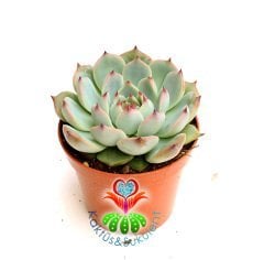 Echeveria Blue Bird (Mavi Kuş)-Mavi Uçları Kırmızı Yapraklı-8,5 cm saksıda