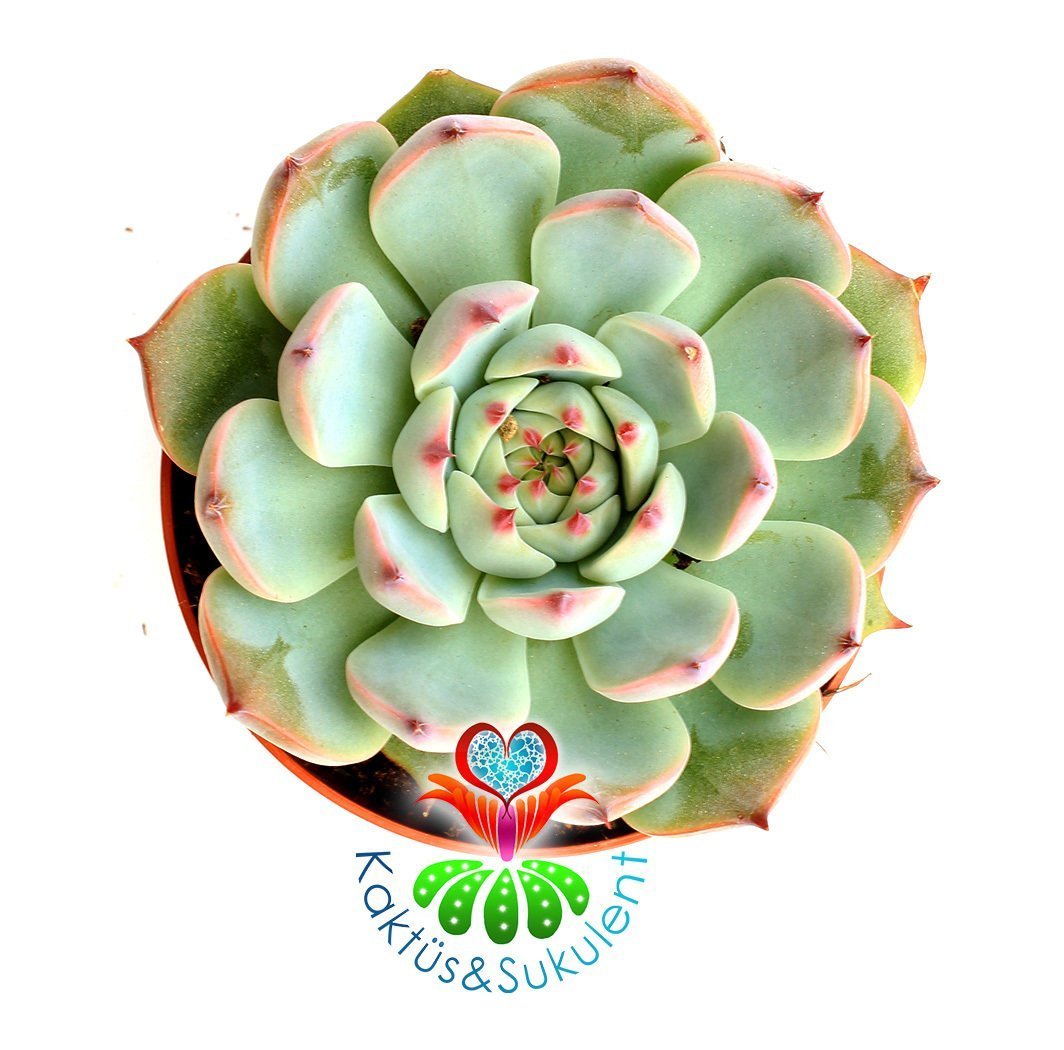 Echeveria Blue Bird (Mavi Kuş)-Mavi Uçları Kırmızı Yapraklı-8,5 cm saksıda