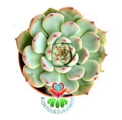 Echeveria Blue Bird (Mavi Kuş)-Mavi Uçları Kırmızı Yapraklı-8,5 cm saksıda