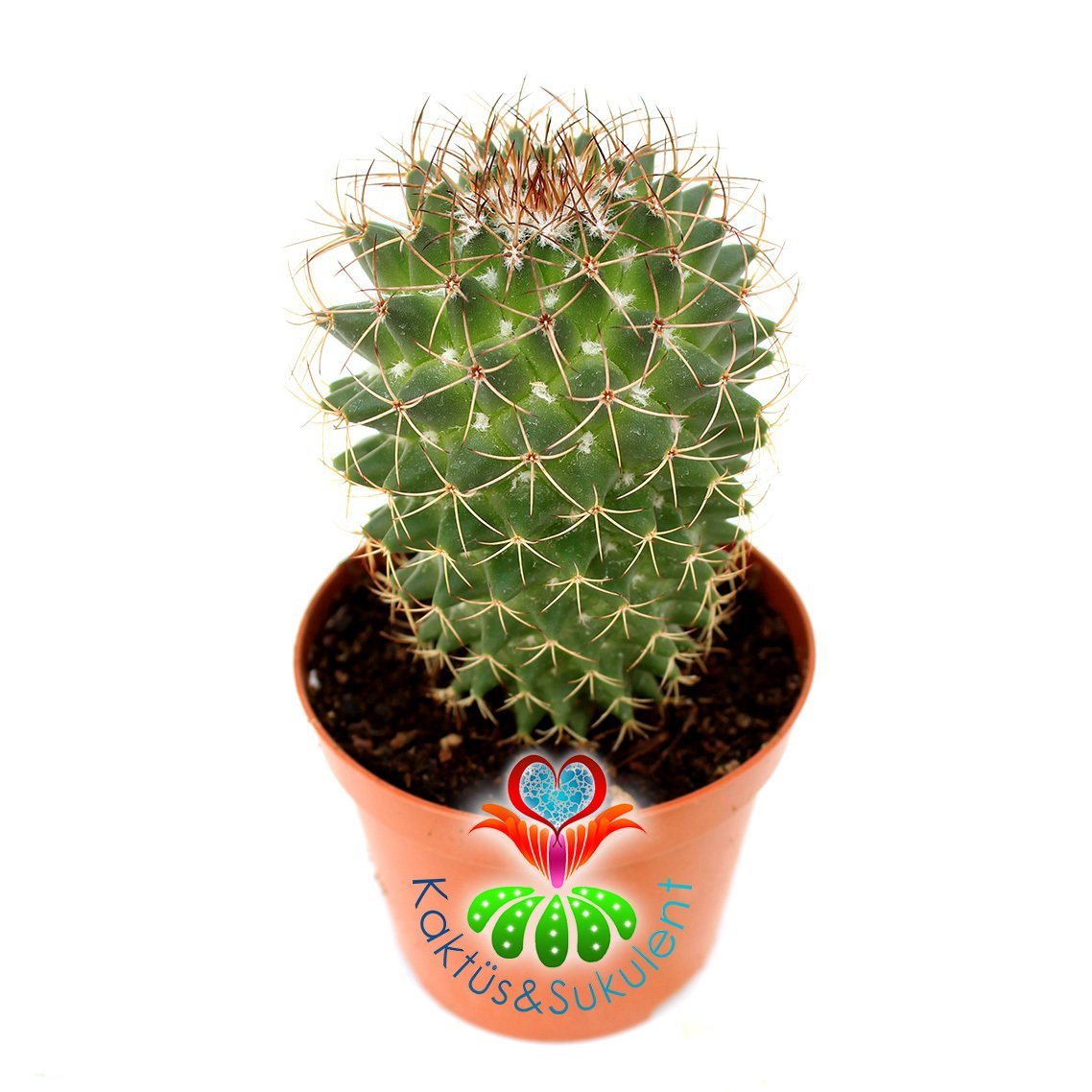 Mammillaria Polythele-8,5 cm Saksıda-Koyu Pembe Çiçek Açar