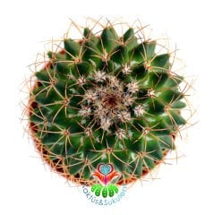 Mammillaria Polythele-8,5 cm Saksıda-Koyu Pembe Çiçek Açar