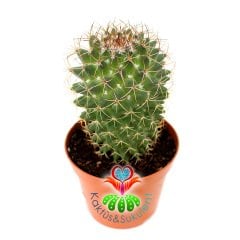 Mammillaria Polythele-8,5 cm Saksıda-Koyu Pembe Çiçek Açar