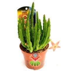 Leş Kaktusü-Stapelia Starfish-Sıradışı Çiçekli -İthal-8.5 cm saksıda-Teraryum, Kaktüs