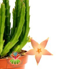 Leş Kaktusü-Stapelia Starfish-Sıradışı Çiçekli -İthal-8.5 cm saksıda-Teraryum, Kaktüs