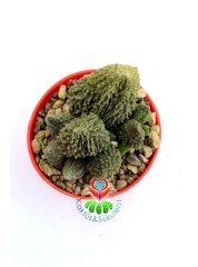 Adromischus marianae Red Coral 6,5 cm Saksı Nadir Tür