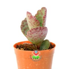 Kalanchoë Humilis 'Desert Surprise'-5,5 cm Saksıda-Bordo Çizgili Yapraklı