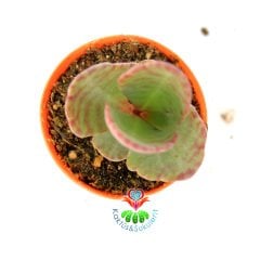 Kalanchoë Humilis 'Desert Surprise'-5,5 cm Saksıda-Bordo Çizgili Yapraklı