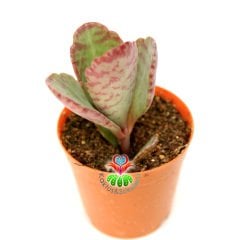 Kalanchoë Humilis 'Desert Surprise'-5,5 cm Saksıda-Bordo Çizgili Yapraklı