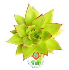 Echeveria Agavoides 'Lipstick' (Ruj)-Güneşte Yaprak Uçları Kızarır -Büyük Boy -5,5 cm saksıda-Kaktüs