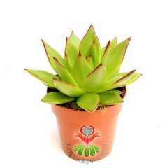 Echeveria Agavoides 'Lipstick' (Ruj)-Güneşte Yaprak Uçları Kızarır -Büyük Boy -5,5 cm saksıda-Kaktüs