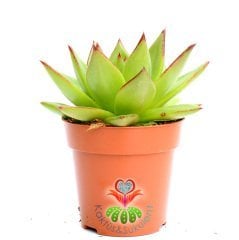 Echeveria Agavoides 'Lipstick' (Ruj)-Güneşte Yaprak Uçları Kızarır -Büyük Boy -5,5 cm saksıda-Kaktüs