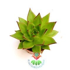 Echeveria Agavoides 'Lipstick' (Ruj)-Güneşte Yaprak Uçları Kızarır -Büyük Boy -5,5 cm saksıda-Kaktüs
