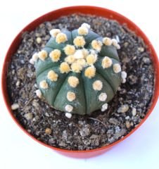 Astrophytum Asterias  Oobio Nadir Tür 10,5 cm saksılı